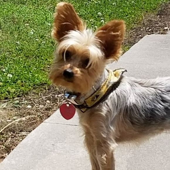 Meet your Posher, Jennifer - Picture 1 of 1